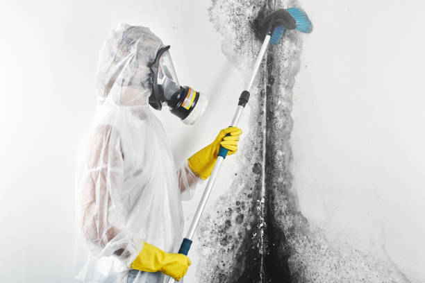 Best Water Damage & Mold Remediation  in , DC