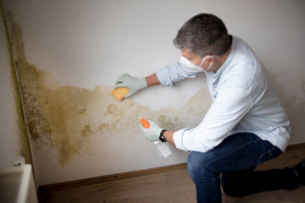 Best Real Estate Mold Inspection  in , DC