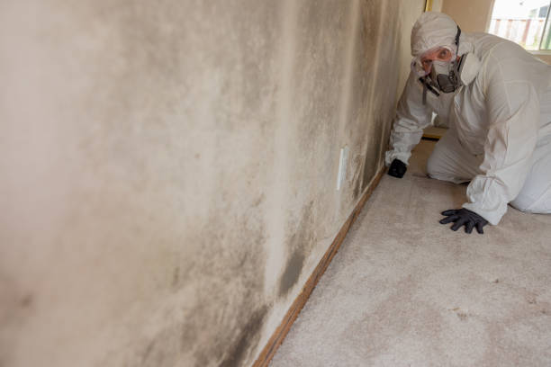 Best Industrial Mold Remediation  in , DC